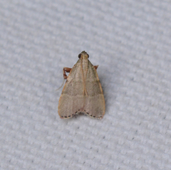 Basacallis tarachodes