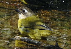Chlorospingus flavopectus