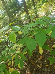 Calycanthus floridus