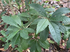 Parathesis crenulata