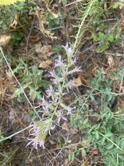 Liatris hesperelegans
