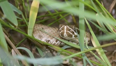 Crotalus willardi