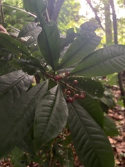 Parathesis crenulata