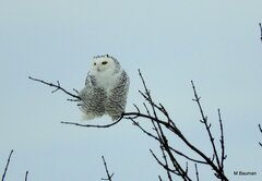 Bubo scandiacus