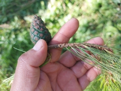 Pinus leiophylla