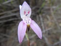 Disa bifida