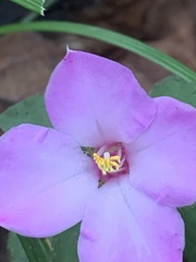 Sarcopyramis napalensis delicata