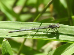 Ischnura verticalis