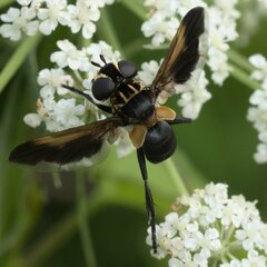 Trichopoda pictipennis