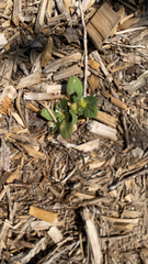 Alternanthera pungens