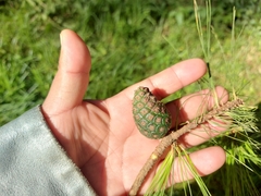 Pinus leiophylla