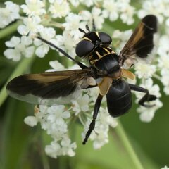 Trichopoda pictipennis