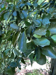 Beilschmiedia miersii