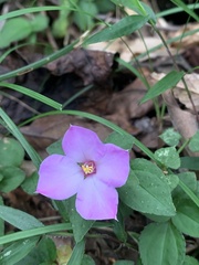 Sarcopyramis napalensis delicata