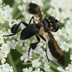 Trichopoda pictipennis