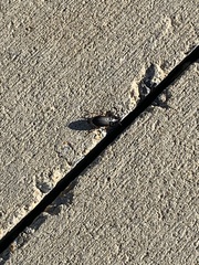 Pseudoophonus