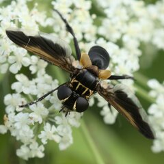 Trichopoda pictipennis