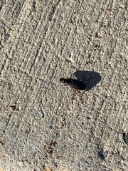 Pseudoophonus