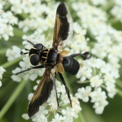 Trichopoda pictipennis