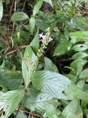 Gonzalagunia hirsuta