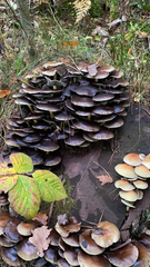 Psathyrella piluliformis