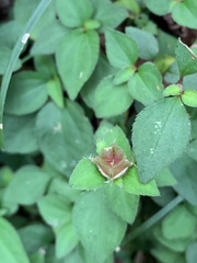 Sarcopyramis napalensis delicata