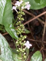 Gonzalagunia hirsuta