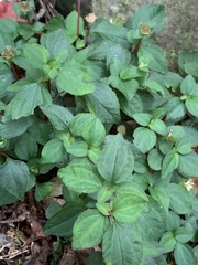 Sarcopyramis napalensis delicata