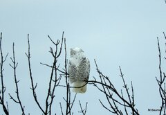 Bubo scandiacus
