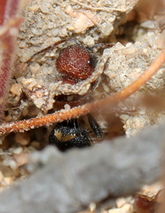 Mutilla scabrofoveolata