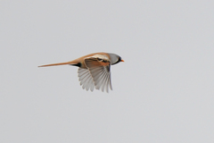 Panurus biarmicus
