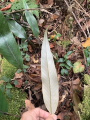 Pyrrosia lingua