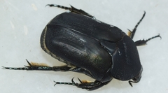 Protaetia opaca
