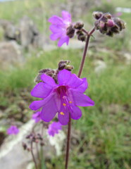 Mirabilis melanotricha