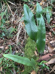 Pyrrosia lingua