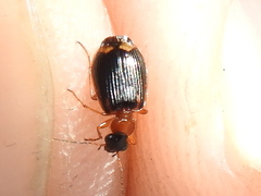 Lebia