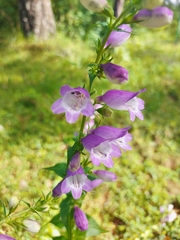 Penstemon campanulatus