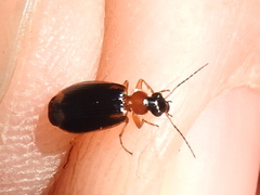 Lebia
