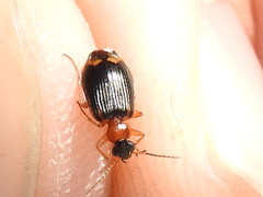 Lebia
