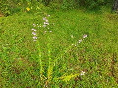 Penstemon campanulatus