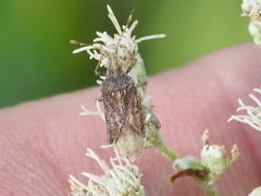 Harmostes fraterculus