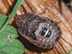 Sciocoris cursitans