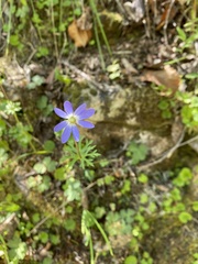 Anemone decapetala
