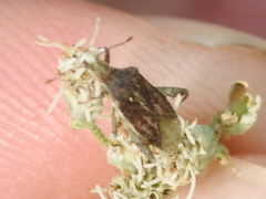 Harmostes fraterculus