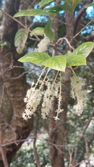 Homalium cochinchinense