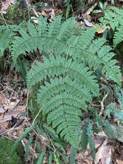 Dryopteris paleolata