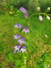 Penstemon campanulatus