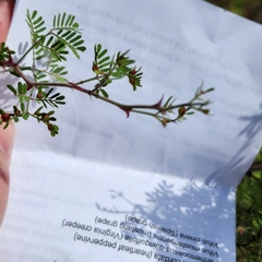 Mimosa aculeaticarpa