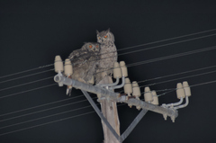 Bubo africanus africanus