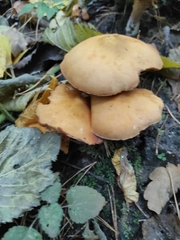 Kuehneromyces mutabilis